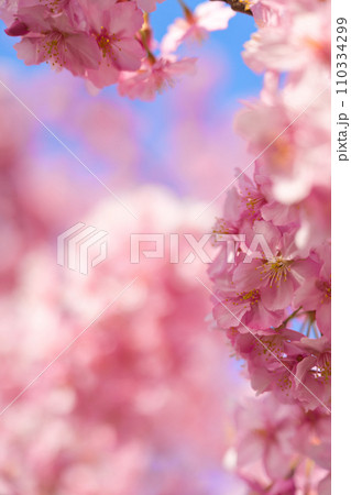 【京都府】3月・淀の河津桜、春イメージ 110334299