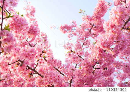 【京都府】3月・淀の河津桜、春イメージ 110334303