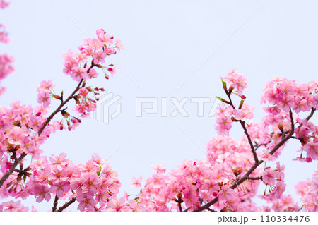 【京都府】3月・淀の河津桜、春イメージ 110334476