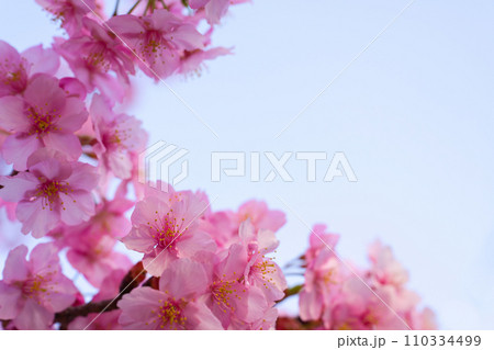 【京都府】3月・満開の河津桜 110334499