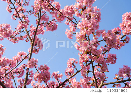 【京都府】3月・青空と満開の河津桜 110334602