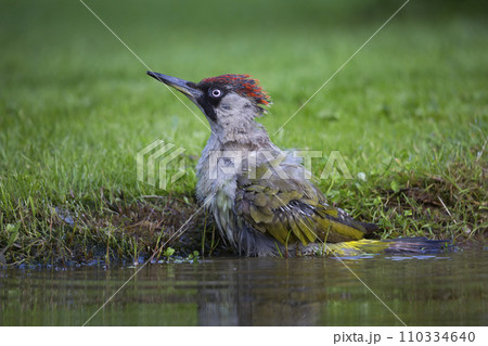 Female European green woodpecker (Picus viridis) has taken a bath in a water pond 110334640