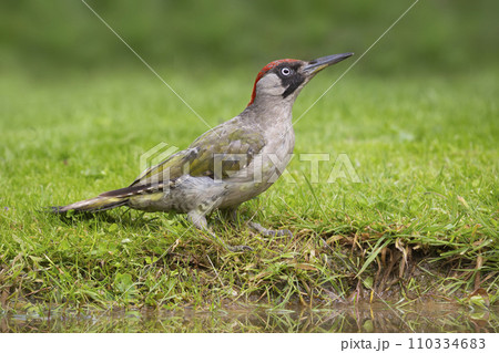 Female European green woodpecker (Picus viridis) Female European green woodpecker (Picus viridis) 110334683