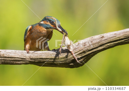 Common kingfisher (Alcedo atthis) eating a green frog in the Netherlands Common kingfisher (Alcedo atthis) eating a green frog in the Netherlands 110334687