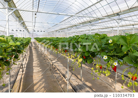 イチゴを栽培しているビニールハウス イチゴを栽培しているビニールハウス 110334703