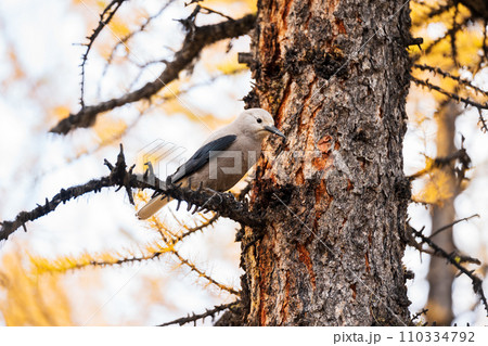 Clark's Nutcracker ( Nucifraga columbiana ) perching on a branch of yellow larch tree. Larch Valley, Banff National Park, Canadian Rockies, Alberta, Canada. Close-up shot. 110334792