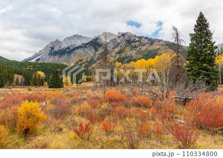 Colorful autumnal vegetation, forest and grassland in Banff National Park. Canadian Rockies, Alberta, Canada. Colorful autumnal vegetation, forest and grassland in Banff National Park. Canadian Rockies, Alberta, Canada. 110334800