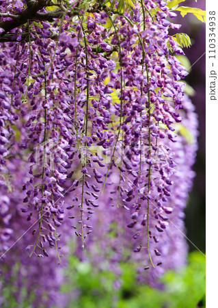 京都鳥羽の藤 110334938