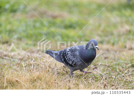 ハト 110335443
