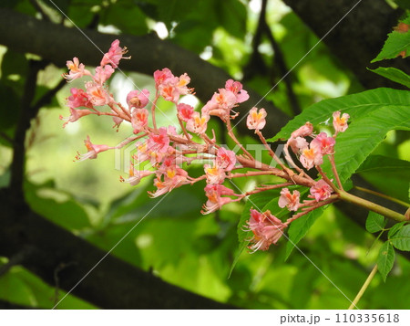 ベニバナトチノキの花　 110335618