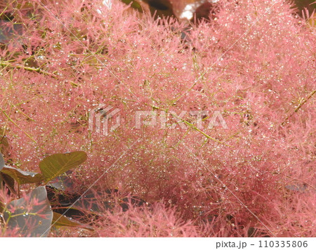水滴の付いたアカバナスモークツリー 110335806