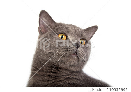 Pretty fluffy blue gray british cat isolated on the white Pretty fluffy blue gray british cat isolated on the white 110335992
