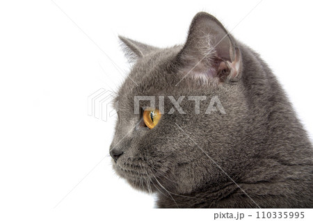 Pretty fluffy blue gray british cat isolated on the white Pretty fluffy blue gray british cat isolated on the white 110335995