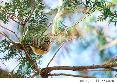 針葉樹の木に止まるキクイタダキ 針葉樹の木に止まるキクイタダキ 110336070