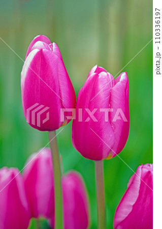 家の周りの草花　四季の色々　美しい可憐な花びら　寒風にそよぐ早咲きのチュウリップの花 110336197