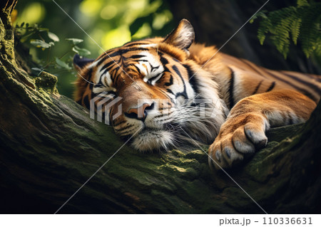 Image of tiger sleeping lying in the forest. Mammals. Wildlife Animals. 110336631