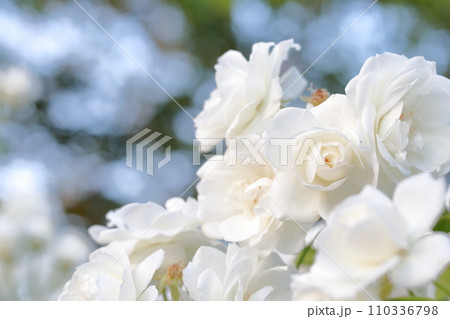 純白の美しさに心奪われるバラ 110336798