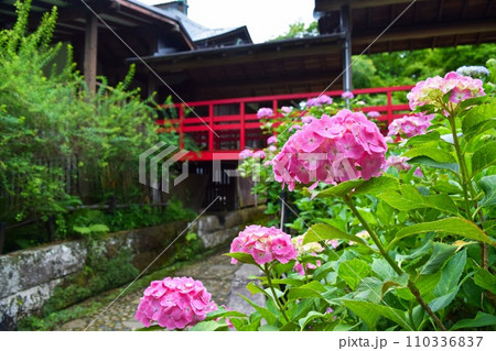 お寺の境内に咲く紫陽花（本土寺） 110336837