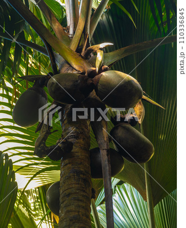 Coco de mer or sea coconut, or double coconut is the largest and sexiest nut in the world. Seychelles  110336845