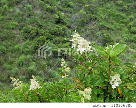 阿蘇の植物 ノリウツギ (熊本県) 阿蘇の植物 ノリウツギ (熊本県) 110336886