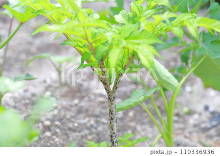 茎が斑模様の植物 コンニャク 茎が斑模様の植物 コンニャク 110336936