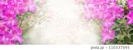 Banner of pink azalea bush in full bloom and green leaves. Rhododendrons bloom in beautiful winter botanical garden. Bright sun rays. Floral background. Soft focus. Copy Space 110337095