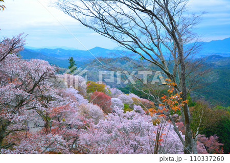山桜 山桜 110337260