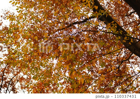 カラー 紅葉 植物 秋 公園 (2024年1月登録) カラー 紅葉 植物 秋 公園 (2024年1月登録) 110337431