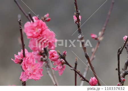 春の訪れを告げる花桃 春の訪れを告げる花桃 110337632