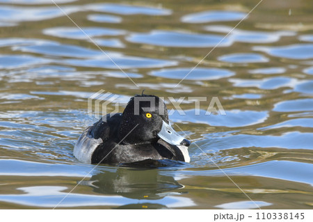 キンクロハジロ 110338145