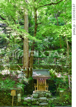 京都　貴船神社　連理の杉（京都府京都市） 110338187