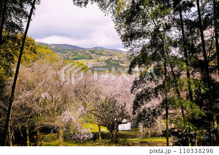 春の荒井城址公園に咲く枝垂桜 春の荒井城址公園に咲く枝垂桜 110338296