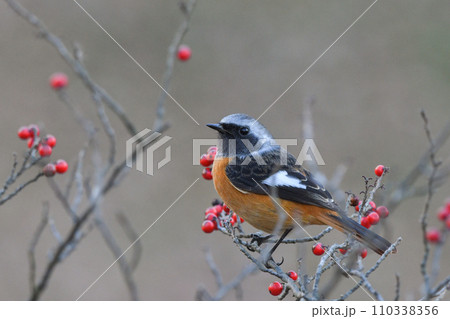 ジョウビタキ ジョウビタキ 110338356