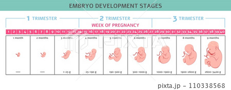 Fetus development. Fetal formation stages, human embryo growth, nine months, normal pregnancy process, timeline, human reproduction. Medical illustration. Tidy vector infographics poster 110338568