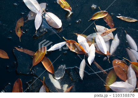 Frozen leaves in the pond, autumn leaves on the ice Frozen leaves in the pond, autumn leaves on the ice 110338870