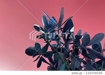 Close up of blue leaves on a tree against a pink background. Close up of blue leaves on a tree against a pink background. 110339180