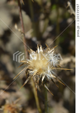 Milk thistle Milk thistle 110339597