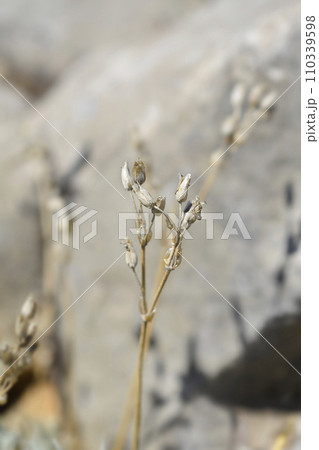 Large-flowered mouse-ear Large-flowered mouse-ear 110339598