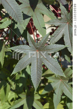Castor oil plant Castor oil plant 110339599