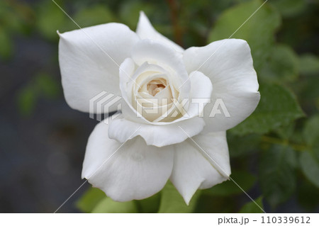 Rose Annapurna Rose Annapurna 110339612