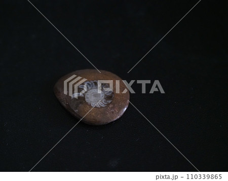 アンモナイトの化石 110339865