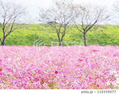 宮ノ下コスモス広苑と河川敷/福井県,福井市,江上町7 110339877
