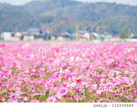 宮ノ下コスモス広苑のコスモス/福井県,福井市,江上町4 110339884