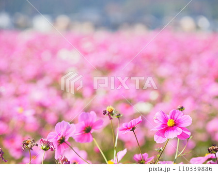 宮ノ下コスモス広苑のコスモス/福井県,福井市,江上町2 宮ノ下コスモス広苑のコスモス/福井県,福井市,江上町2 110339886