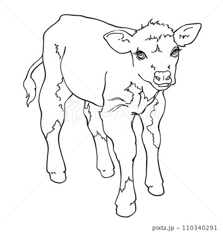 Calf, full length front view. Linear contour drawing. For printing coloring pages, logos. Use in packaging design, printing on objects and other purposes. The little bull looks ahead. Calf, full length front view. Linear contour drawing. For printing coloring pages, logos. Use in packaging design, printing on objects and other purposes. The little bull looks ahead. 110340291