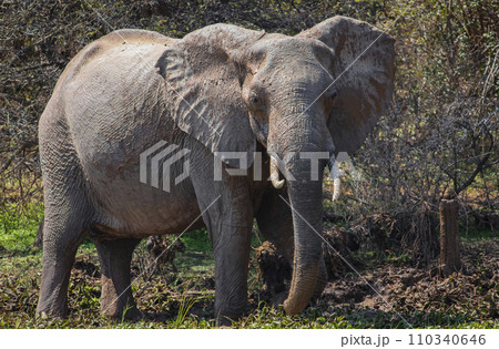Wild elephant moves along the riverbank after mud bath. Wild elephant moves along the riverbank after mud bath. 110340646