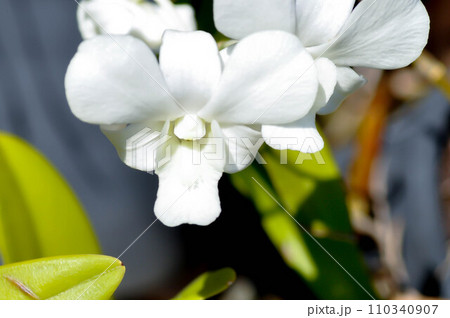 white orchid , Dendrobium sp or ORCHIDACEAE 110340907