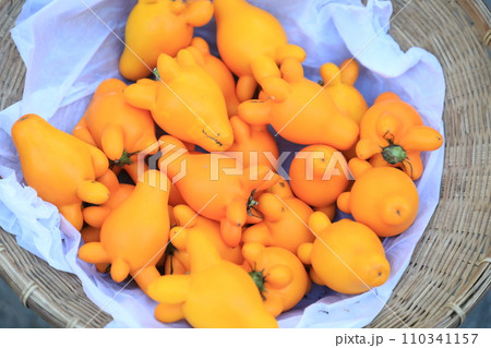 Nipple Fruit or fancy eggplant or Solanum mammosum plants have many spines, fruits with yellow nipples, fruits with tumors. The Apple of Sodom. Nipple Fruit or fancy eggplant or Solanum mammosum plants have many spines, fruits with yellow nipples, fruits with tumors. The Apple of Sodom. 110341157