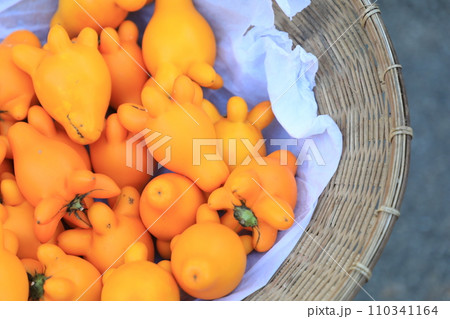 Nipple Fruit or fancy eggplant or Solanum mammosum plants have many spines, fruits with yellow nipples, fruits with tumors. The Apple of Sodom. Nipple Fruit or fancy eggplant or Solanum mammosum plants have many spines, fruits with yellow nipples, fruits with tumors. The Apple of Sodom. 110341164