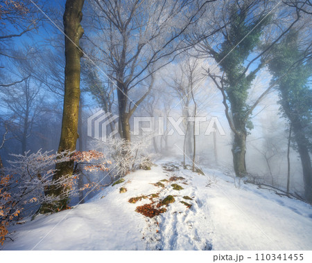 Snowy forest in morning fog. Winter landscape with trees in snow Snowy forest in morning fog. Winter landscape with trees in snow 110341455